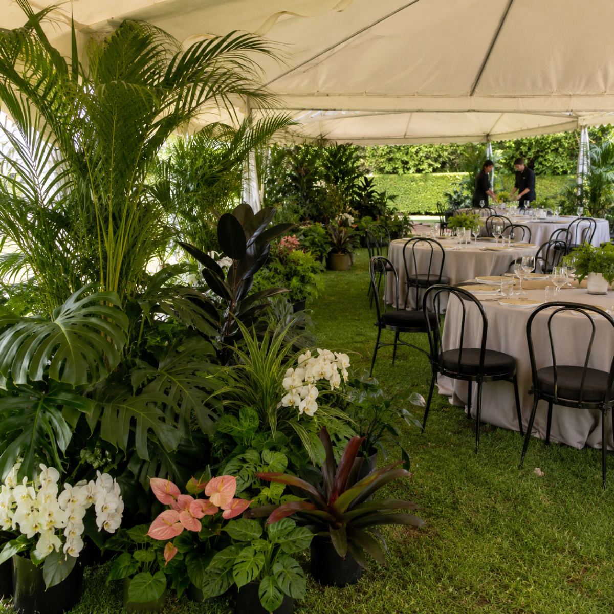 Plantas alquiladas decorando un evento en carpa