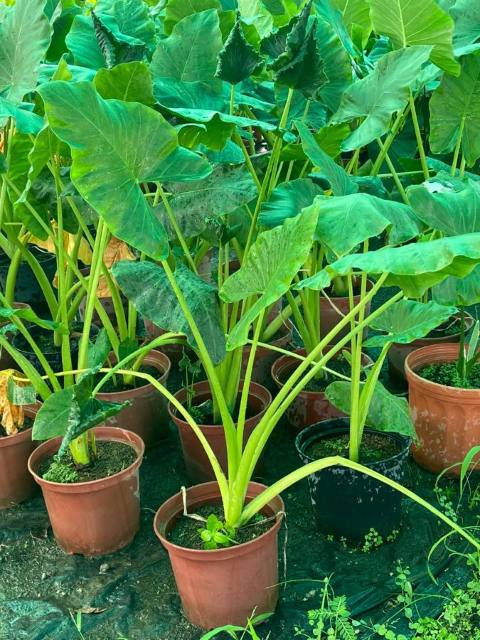 Alocasia