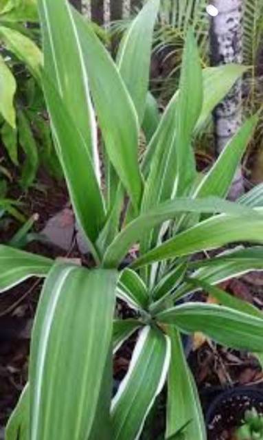 Seto de duranta gold
