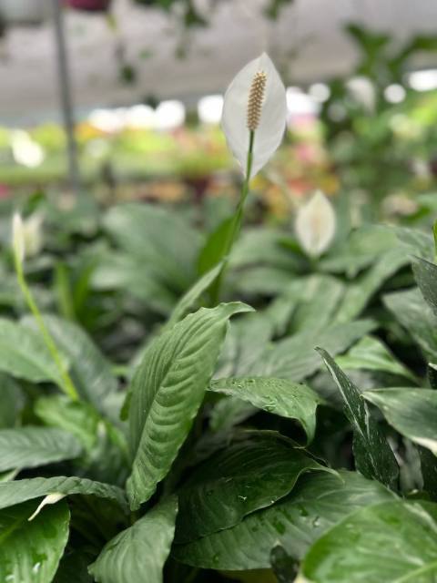Espatifilo (cuna de Moisés) en flor