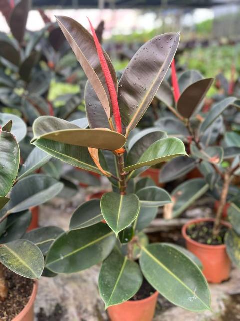 Ficus Elástica