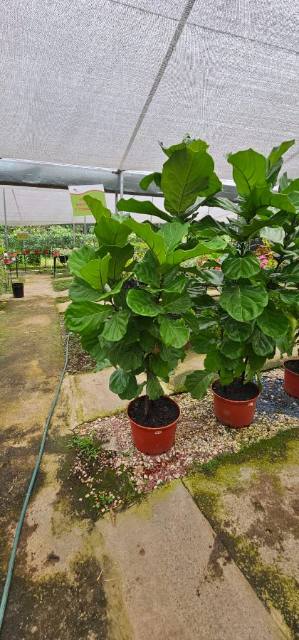 Ficus Lyrata