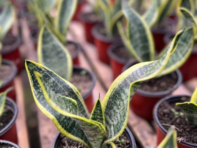 Lengua de suegra (sansevieria)