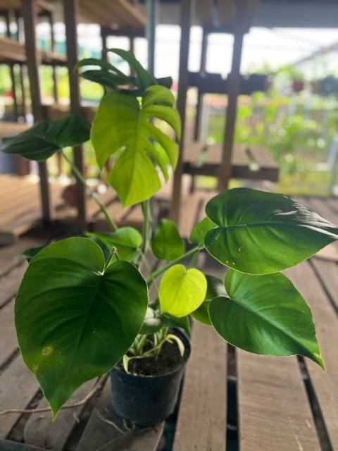 Monstera deliciosa del vivero
